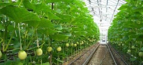 哈密瓜溫室大棚栽培與管理技巧