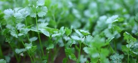 香菜高產種植，秋季管理關鍵技術