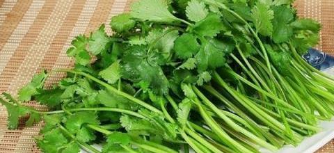 高效種植技巧，香菜產量提升十倍的簡單方法