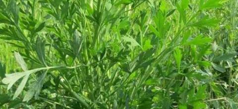 防風種植技巧與畝產效益分析