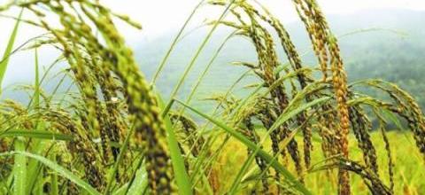 油茶林下山稻套種技術與經濟效益研究