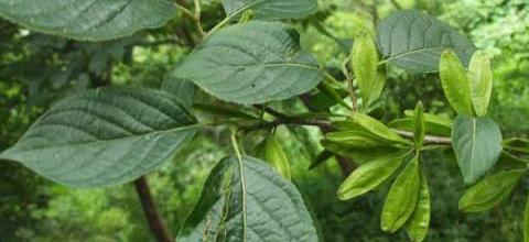 杜仲種植與繁殖技術詳解-imomo植物識別