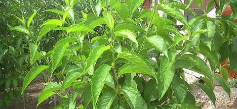 杜仲種植與繁殖技術詳解-imomo植物識別