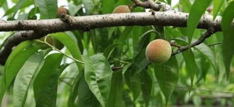 桃樹栽培新技巧，「躺著」結果的創新方法-imomo植物識別