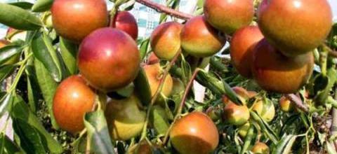 Comprehensive analysis of winter jujube cultivation and management technology