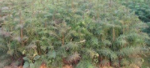 杉木高效種植與管理關鍵技術-imomo植物識別