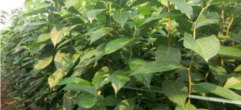杜仲播種與繁殖技術詳解-imomo植物識別