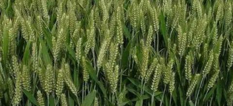 麥子出苗時間詳解-imomo植物識別