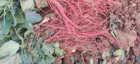 丹蔘種植技巧與經濟效益分析-imomo植物識別