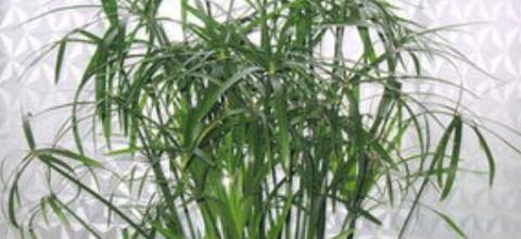 水竹養殖技巧與注意事項-imomo植物識別