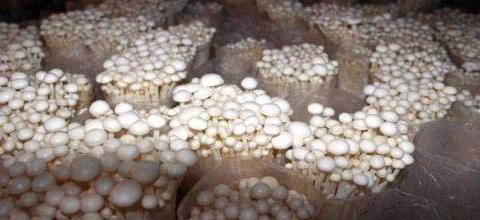 高效金針菇栽培技術，經濟收益提升80%