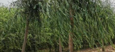 柳樹栽培與管理技術指南-imomo植物識別