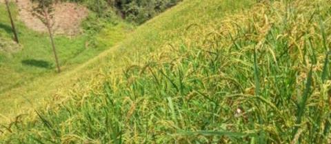 油茶林下山稻套種技術與經濟效益研究