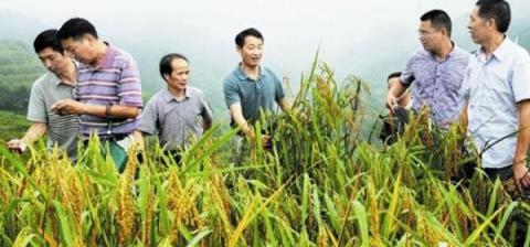 油茶林下山稻套種技術與經濟效益研究