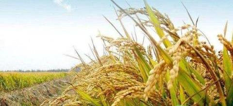 稻米倒伏原因分析與防治措施-imomo植物識別