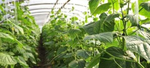 大棚蔬菜肥害、藥害、旱害及連茬障礙解決方案-imomo植物識別