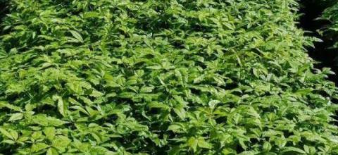 刺五加菜種植方法與技術要點-imomo植物識別