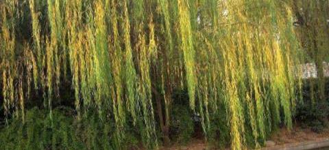 柳樹栽培與管理技術指南-imomo植物識別