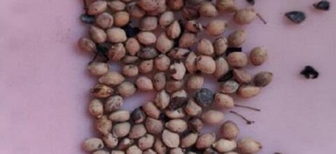 李子核種植髮芽技巧全解析-imomo植物識別
