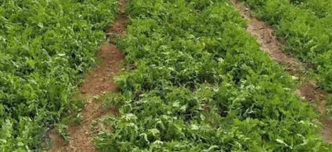 防風種植技巧與畝產效益分析