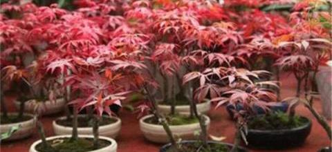 楓樹種子育苗指南,輕鬆掌握育苗技巧-imomo植物識別