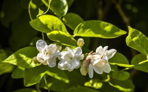 家裡有露臺，就養7種「不怕晒」，光照越強，開花能力越好