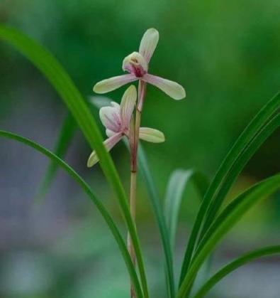 「老三樣」植料種蘭花，澆水頻率要這樣判斷