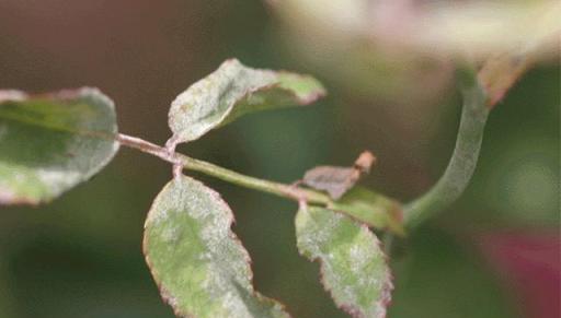 室內植物常見的10個不良症狀，需及時處理，否則植物容易掛掉