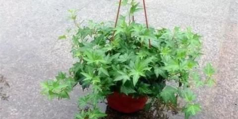 家裡的植物總黃葉？都是這「6個方面」造成的，學會了再也不黃葉