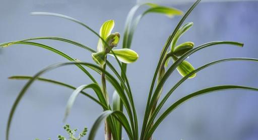 秋季給蘭花喂這幾種東西，保準讓它越長越旺，花朵開爆盆