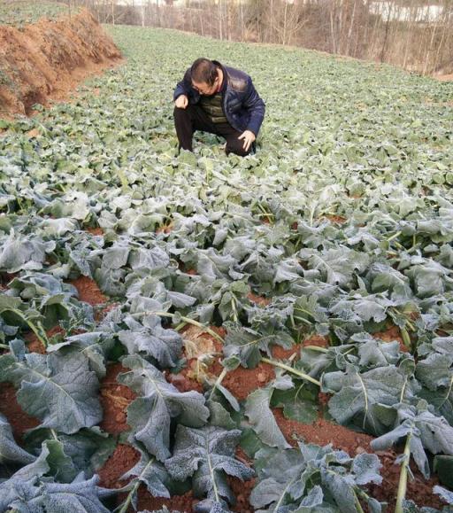 植物低溫凍害：為何會發生？怎樣防護？如何補救？防凍劑有用嗎？