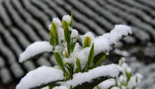 植物低溫凍害：為何會發生？怎樣防護？如何補救？防凍劑有用嗎？