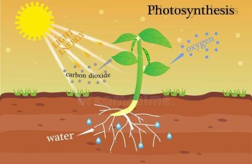 植物的呼吸：瞭解光合作用對植物生長的影響