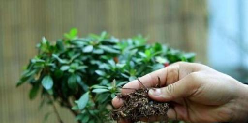 植物休眠，該怎麼施肥？適量用它，不燒苗，盆栽根鬚更壯實