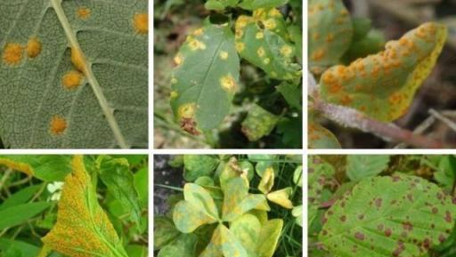 最近陰雨連綿，植物葉子容易長「鏽斑」，教你正確預防和處理