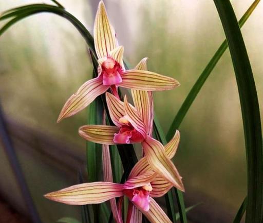 蘭花花期巧養護，六步管理，開花到位