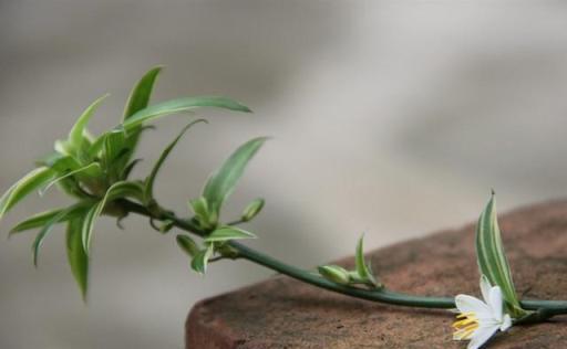 吊蘭葉子越養越少、葉尖發黃、不開花？加點它，爆盆很簡單