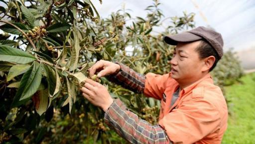 春季氣溫突然下降，多地果樹面臨絕收，受凍果樹該如何管理？