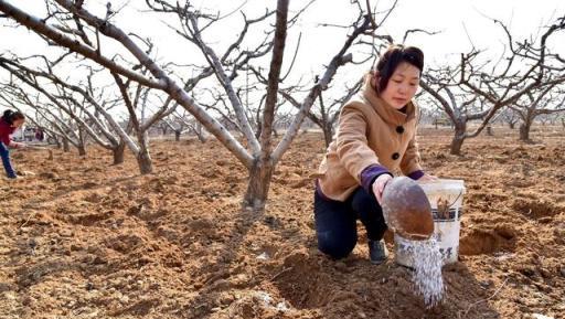 春季氣溫突然下降，多地果樹面臨絕收，受凍果樹該如何管理？