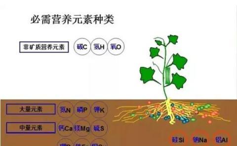 植物營養元素缺乏或過量，都會出現哪些症狀？總結得真全面！