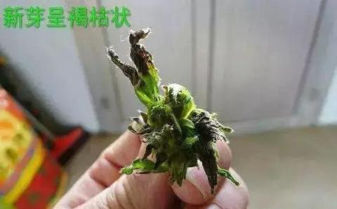 植物營養元素缺乏或過量，都會出現哪些症狀？總結得真全面！