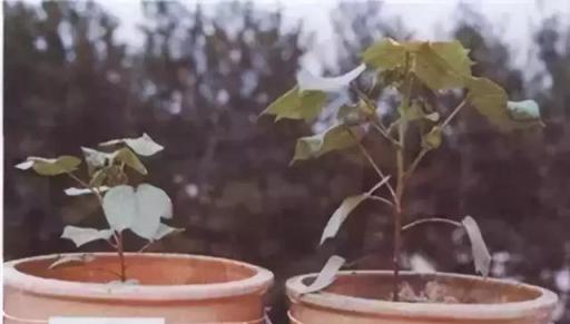 植物營養元素缺乏或過量，都會出現哪些症狀？總結得真全面！