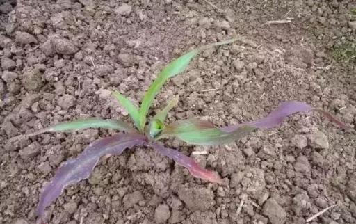 植物營養元素缺乏或過量，都會出現哪些症狀？總結得真全面！