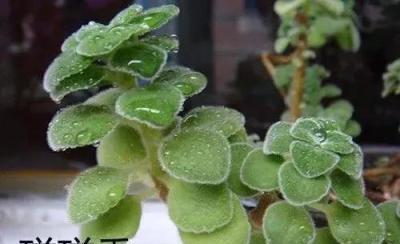 正確給植物噴水，不僅能清洗葉片，也能促進健康生長！