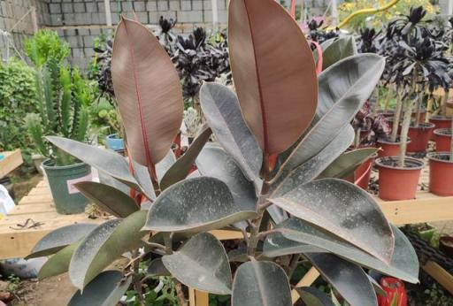 養花要施肥，養觀葉植物要用「長葉肥」，不會施肥可以選擇這幾種