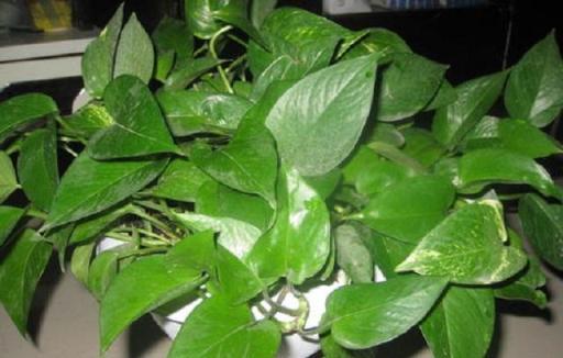 養黃金葛，別隻會一直澆水，這3個點也很重要，會讓它葉片綠油油
