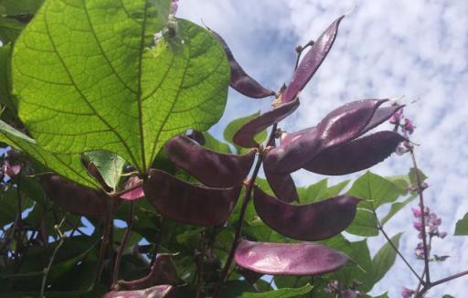 種菜到底怎麼澆水，哪些蔬菜「見幹見溼」，哪些蔬菜「不旱不澆」