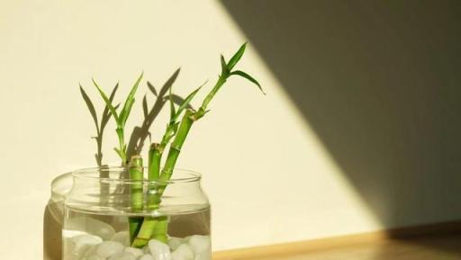 學會正確打理水培富貴竹，養其他水培植物也會事半功倍