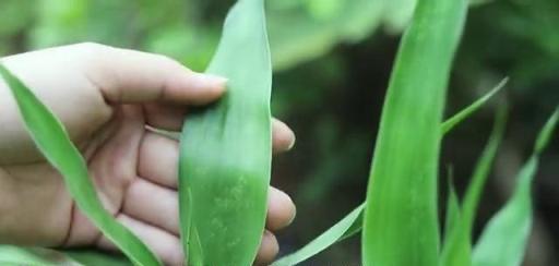 富貴竹兩種常見「黃葉」，學會解決的方法，葉子綠到流油