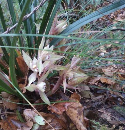 栽植蘭花，必須要掌握它的生長習性，習性掌握了，養好蘭花很簡單